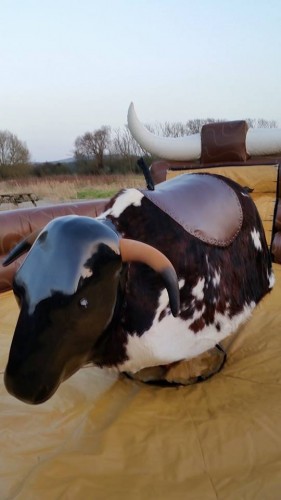 Rodeo Bull Hire